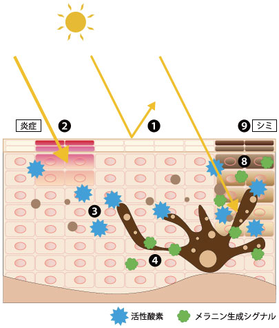 太陽光を浴びた肌の変化の断面図